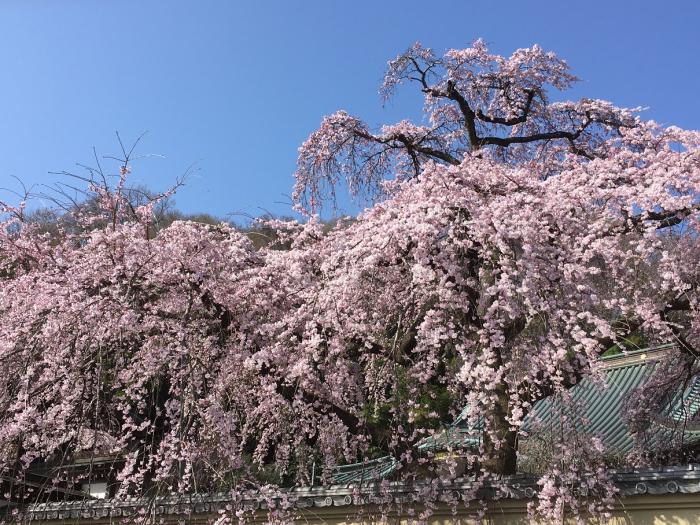 桜も咲き始めました。